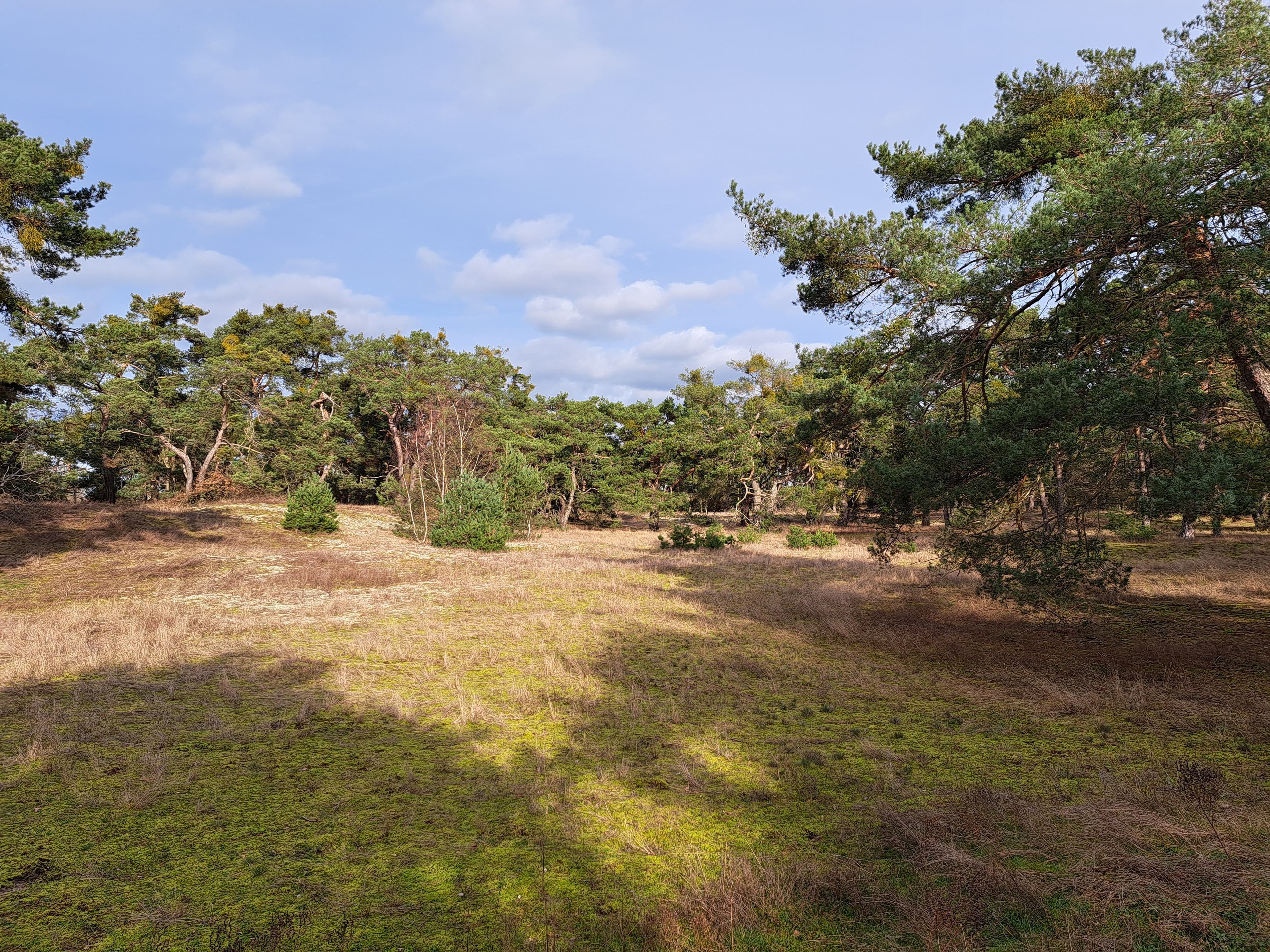 Schwanheimer Düne